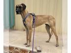 Great Dane DOG FOR ADOPTION RGADN-1234823 - Ivy - Great Dane Dog For Adoption