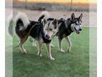 Mix DOG FOR ADOPTION RGADN-1234824 - Zues - Husky Dog For Adoption