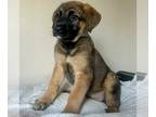 Mastiff Mix DOG FOR ADOPTION RGADN-1234827 - Millie - English Mastiff / Mixed