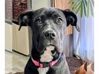 Great Dane Mix DOG FOR ADOPTION RGADN-1234830 - Khaleesi - Great Dane / Cane