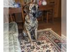 German Shepherd Dog-Mastiff Mix DOG FOR ADOPTION RGADN-1234831 - Minka - English