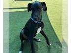 Great Dane DOG FOR ADOPTION RGADN-1234832 - Clyde - Great Dane Dog For Adoption