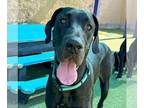Great Dane DOG FOR ADOPTION RGADN-1234833 - Bonnie - Great Dane Dog For Adoption
