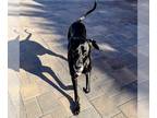 Great Dane DOG FOR ADOPTION RGADN-1234847 - Baby - Great Dane Dog For Adoption