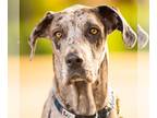 Great Dane DOG FOR ADOPTION RGADN-1234848 - Dakota - Great Dane Dog For Adoption