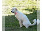 Great Pyrenees DOG FOR ADOPTION RGADN-1234851 - London - Great Pyrenees Dog For