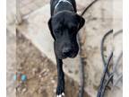 Great Dane DOG FOR ADOPTION RGADN-1234852 - Blue - Great Dane Dog For Adoption