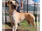Great Dane DOG FOR ADOPTION RGADN-1234854 - Cora - Great Dane Dog For Adoption