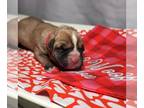 Boxer DOG FOR ADOPTION RGADN-1234861 - Opus - Boxer Dog For Adoption