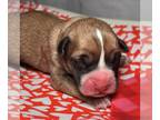 Boxer DOG FOR ADOPTION RGADN-1234865 - Rhythm - Boxer Dog For Adoption
