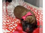 Boxer DOG FOR ADOPTION RGADN-1234866 - Melody - Boxer Dog For Adoption
