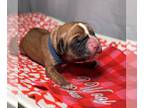 Boxer DOG FOR ADOPTION RGADN-1234867 - Tempo - Boxer Dog For Adoption