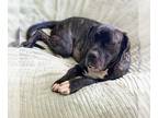 Mastiff DOG FOR ADOPTION RGADN-1234870 - Lola - Mastiff Dog For Adoption