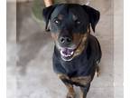 Plott Hound-Rottweiler Mix DOG FOR ADOPTION RGADN-1234872 - Kingston -