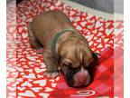 Boxer DOG FOR ADOPTION RGADN-1234876 - Adagio - Boxer Dog For Adoption
