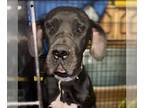 Great Dane DOG FOR ADOPTION RGADN-1234881 - Oreo - Great Dane Dog For Adoption
