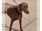 Doberman Pinscher DOG FOR ADOPTION RGADN-1234888 - Calamity Jane - Doberman