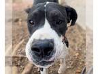Great Dane DOG FOR ADOPTION RGADN-1234891 - Marshmellow - Great Dane Dog For