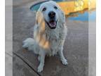 Great Pyrenees DOG FOR ADOPTION RGADN-1234892 - Odie - Great Pyrenees Dog For