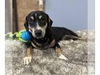 Doxle DOG FOR ADOPTION RGADN-1234894 - Moses - Dachshund / Beagle / Mixed Dog