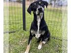 Doxle DOG FOR ADOPTION RGADN-1234895 - Ariel - Dachshund / Beagle / Mixed Dog