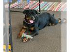 Rottweiler DOG FOR ADOPTION RGADN-1234897 - Risa - Rottweiler Dog For Adoption