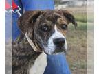 Boxer Mix DOG FOR ADOPTION RGADN-1234898 - Frenzy - Cane Corso Mastiff / Boxer /