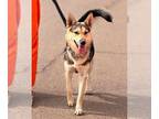 Huskies Mix DOG FOR ADOPTION RGADN-1234902 - Pearl Heart - Husky / Shepherd /
