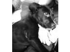 Adopt Delilah a Pit Bull Terrier