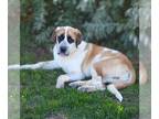 Saint Bernard DOG FOR ADOPTION RGADN-1234903 - Bandit - Saint Bernard Dog For