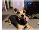 Jack Russell Terrier Mix DOG FOR ADOPTION RGADN-1234907 - Hazel - Jack Russell