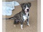 Bullboxer Pit DOG FOR ADOPTION RGADN-1234909 - BRUCE - Boxer / Pit Bull Terrier