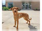 Labrador Retriever Mix DOG FOR ADOPTION RGADN-1234917 - IZIC - Labrador