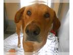 Labrador Retriever Mix DOG FOR ADOPTION RGADN-1234920 - HANK - Labrador