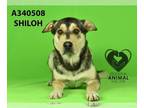 Australian Kelpie-Rottweiler Mix DOG FOR ADOPTION RGADN-1234936 - SHILOH -