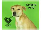 American Pit Bull Terrier Mix DOG FOR ADOPTION RGADN-1234938 - COSMO - Pit Bull