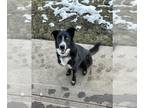 Australian Shepherd-Siberian Husky Mix DOG FOR ADOPTION RGADN-1234956 - SOKKA -