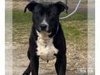 Labrador Retriever-Retriever Mix DOG FOR ADOPTION RGADN-1234960 - Huxley -