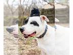 American Pit Bull Terrier Mix DOG FOR ADOPTION RGADN-1234963 - Spot - American