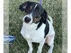 Beagle Mix DOG FOR ADOPTION RGADN-1234968 - Logan - Beagle / Mixed (short coat)