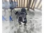 American Staffordshire Terrier Mix DOG FOR ADOPTION RGADN-1234995 - ZEUS -