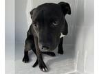 Labrador Retriever Mix DOG FOR ADOPTION RGADN-1235005 - RASCAL - Labrador