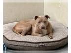 American Pit Bull Terrier Mix DOG FOR ADOPTION RGADN-1235017 - Rocco - American