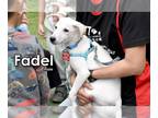 Labrador Retriever Mix DOG FOR ADOPTION RGADN-1235020 - Fadel from Taiwan -