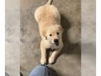 Golden Retriever-Mastiff Mix DOG FOR ADOPTION RGADN-1235051 - Fluffy Ruffy -