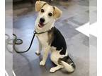 Beagle Mix DOG FOR ADOPTION RGADN-1235052 - Clara - Beagle / Mixed (medium coat)