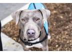 Adopt Ursula a Pit Bull Terrier