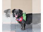 Pomeranian DOG FOR ADOPTION RGADN-1235055 - Cammie - Pomeranian / Spaniel