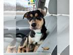 Rottweiler Mix DOG FOR ADOPTION RGADN-1235059 - Luke--In Foster - Shepherd /