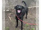 Labrador Retriever DOG FOR ADOPTION RGADN-1235067 - SHADE - Labrador Retriever